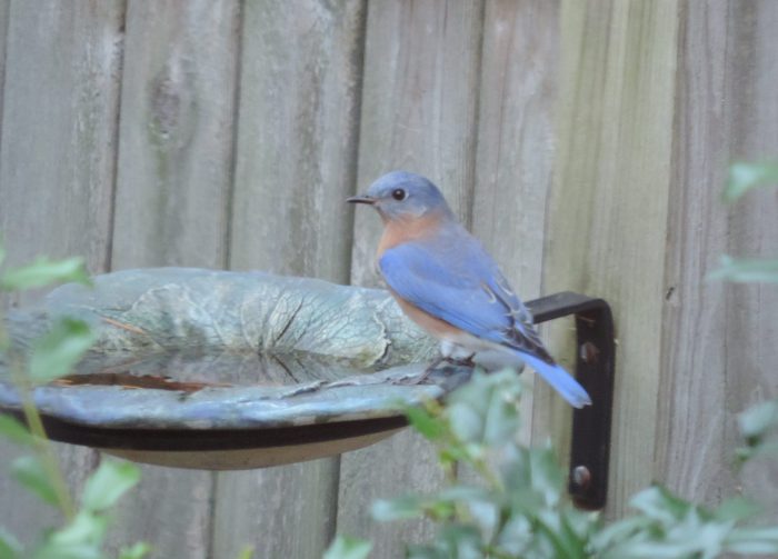 Eastern Bluebird